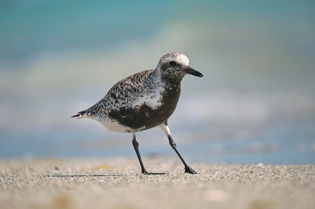 Zwartbuikplevier wilde zeevogel op zoek naar voedsel aan zee in de zomer