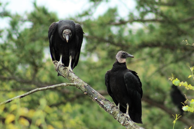 Zwarte aasvogels zitten op een tak.
