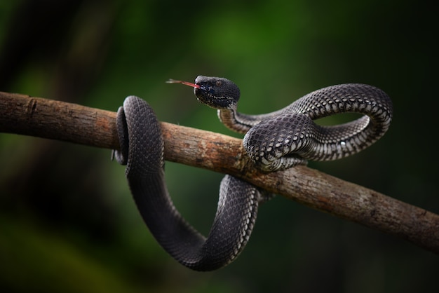 Zwarte adder Trimeresurus purpureomaculatus Manggrove Pit VIPer Giftige slang