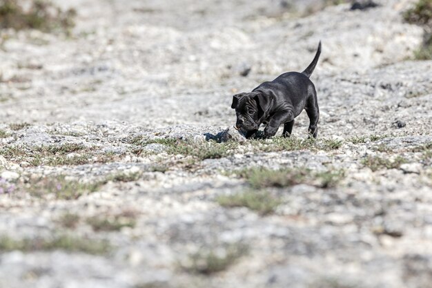 Zwarte Amerikaanse bullebakpuppy met een witte vlek die buiten loopt