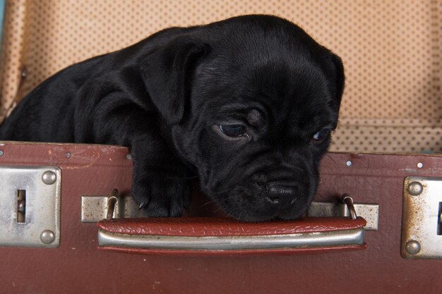 Zwarte Amerikaanse Staffordshireterriër hond of amstaff puppy in een retro koffer op blauwe achtergrond