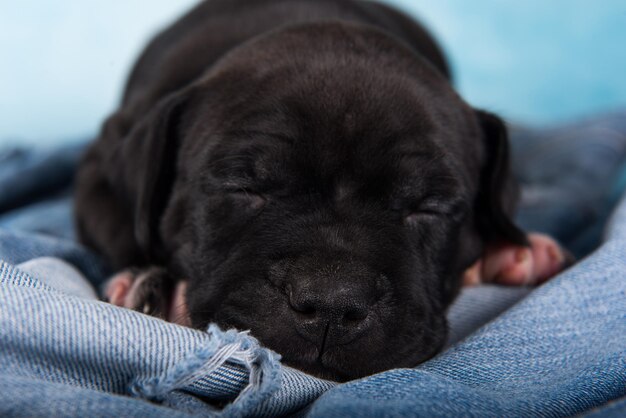 Zwarte Amerikaanse Staffordshireterriër hond of amstaff puppy op blauwe achtergrond