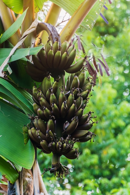 Zwarte banaanbos van ruw op banaanboom in banaanaanplantingen