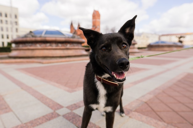 Zwarte bastaard hond in stadsstraat