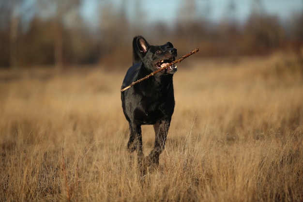 Zwarte bastaardhond met stok in tanden die op de herfstweide lopen