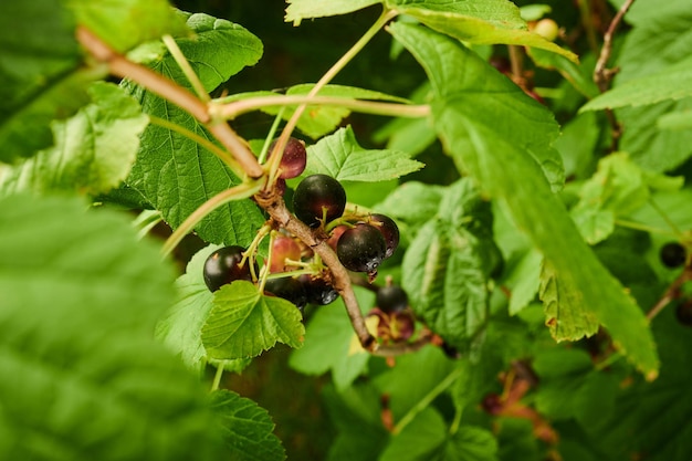 Zwarte bes op de takken van struikbessen