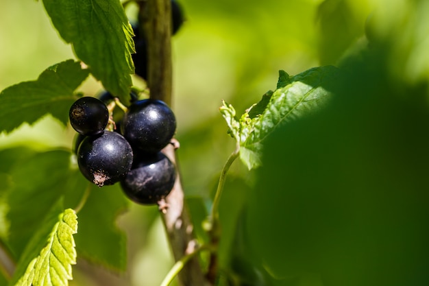 Zwarte bes op een tak in de tuin