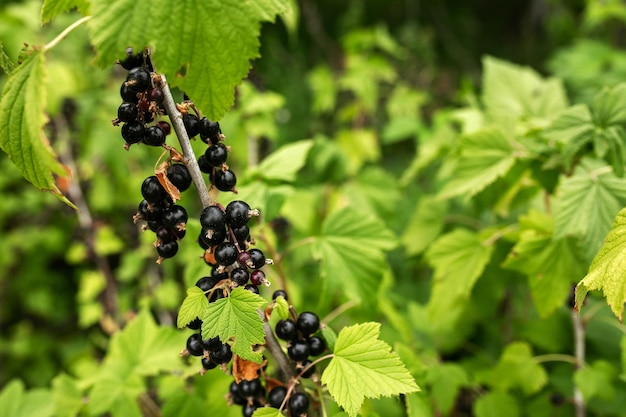 Zwarte bes Tuinieren moestuin landbouw landelijke bessen