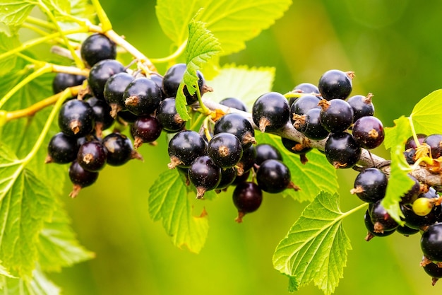 Zwarte besbessen in de tuin aan de struik Bessenoogst Groeiende aalbessen