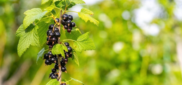 Zwarte besbessen in de tuin aan de struik Bessenoogst Groeiende aalbessen