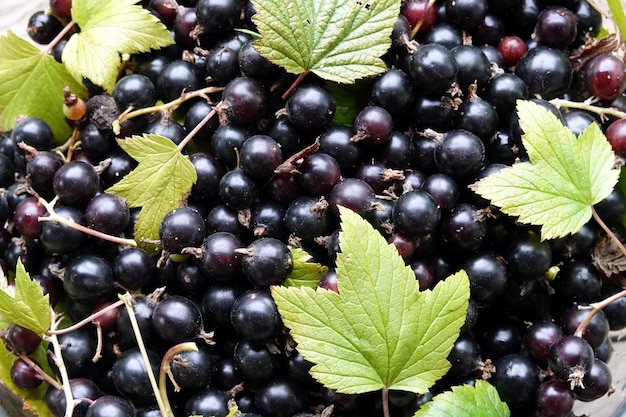 Zwarte bessen met groene bladeren als vrucht op de achtergrond van bovenaf bekeken van dichtbij