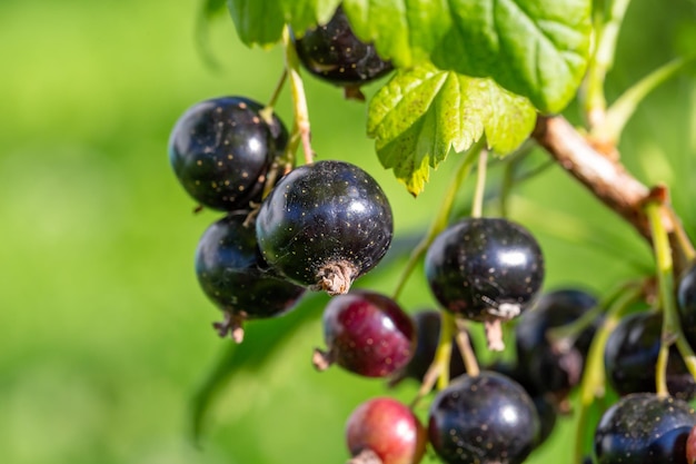 Zwarte bessen van aalbes op een groene achtergrond op een zomerdag macrofotografie