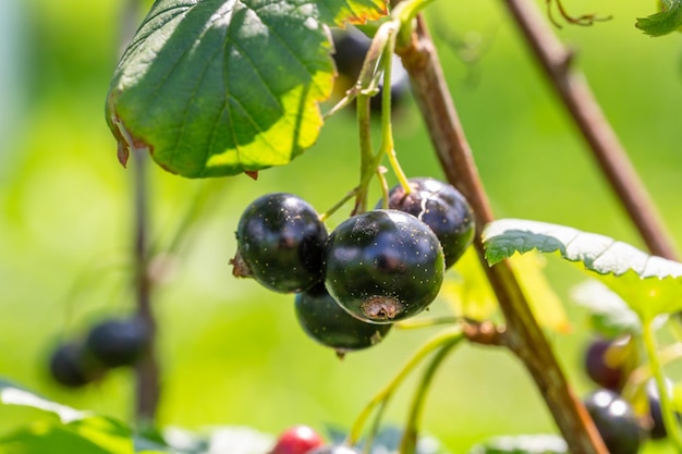 Zwarte bessen van aalbes op een groene achtergrond op een zomerdag macrofotografie