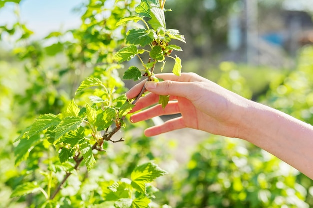 Zwarte bessenstruik in de hand, groene onrijpe bessen aan de struik, lente-zomerseizoen