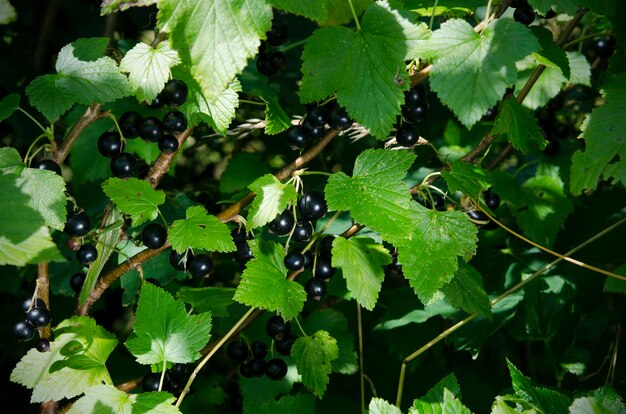 Zwarte bessenstruik met bessen in de moestuin