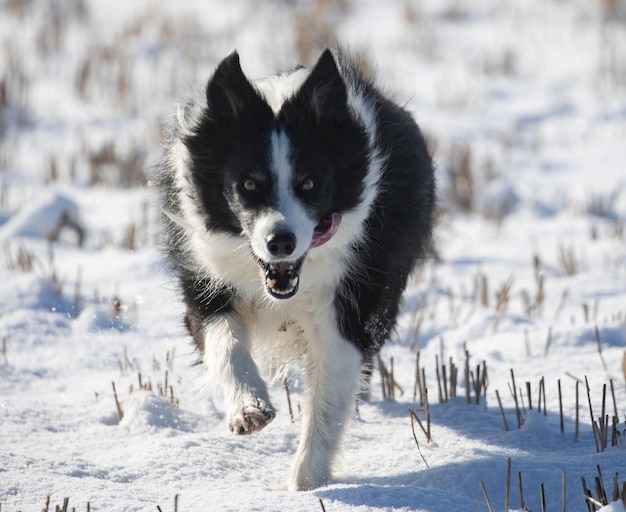 Zwarte Border Collie die op een besneeuwd veld rent