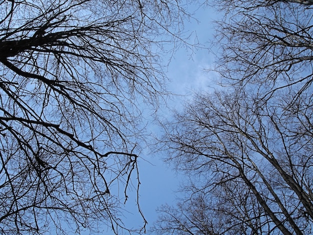 Zwarte brunches en blauwe lucht lente