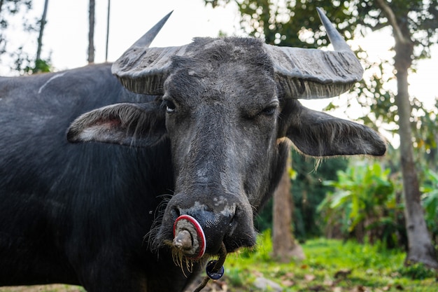 Zwarte buffels graast in een weiland in de tropische jungle