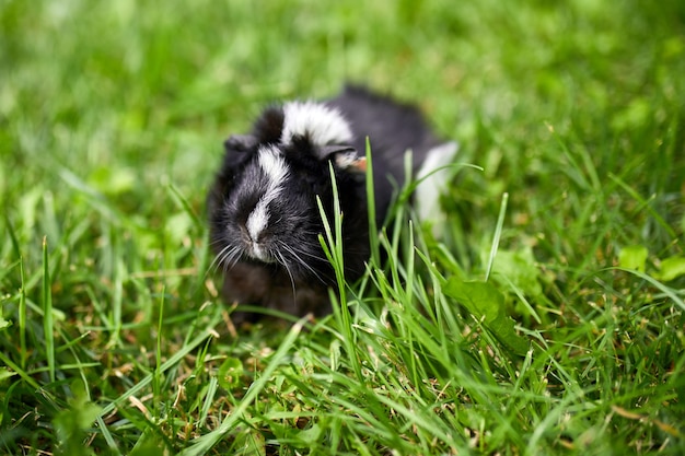 Zwarte cavia zit buiten in de zomer, huisdier calico cavia graast in het gras van de achtertuin van zijn eigenaar, kopieer ruimte.