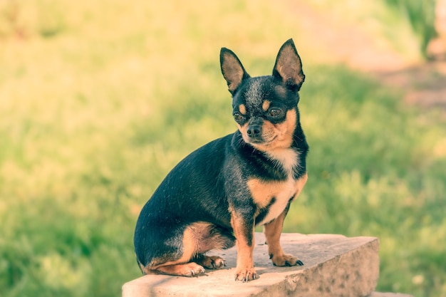 Zwarte Chihuahua, in de zomer op de zonnige weide. Chihuahua hond zwart op straat.