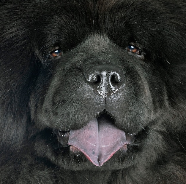 Zwarte chow chow