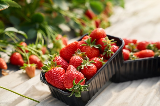 Zwarte container vol verse rijpe aardbeien