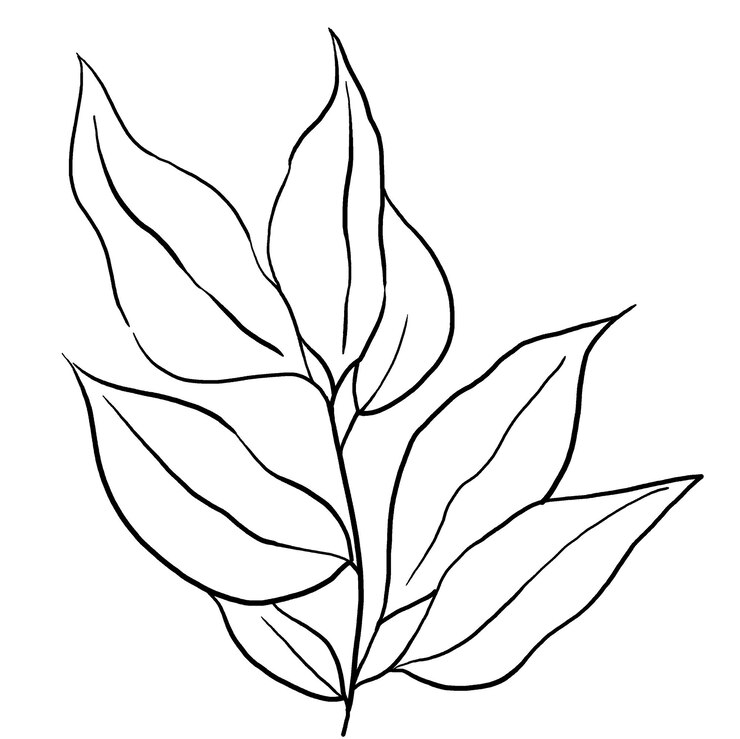 Foto zwarte contouren botanische bladeren illustratie bruiloft ontwerp enkel element