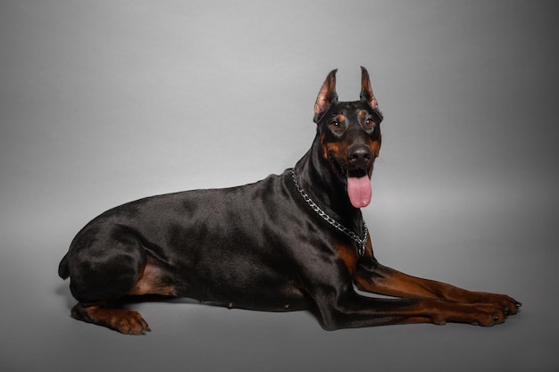 Zwarte doberman hond portret studio zwarte achtergrond