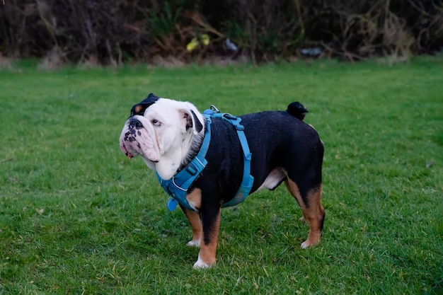 Zwarte driekleurige Engelse Britse buldog in blauw harnas op het groene gras die er verdacht uitziet