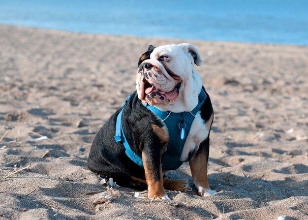 Zwarte driekleurige Engelse britse buldog in blauw harnas zittend aan de kust op zonnige warme dag