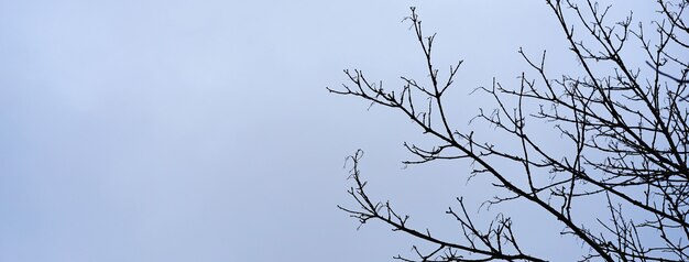 Zwarte droge takken zonder bladeren met grijze luchtachtergrond