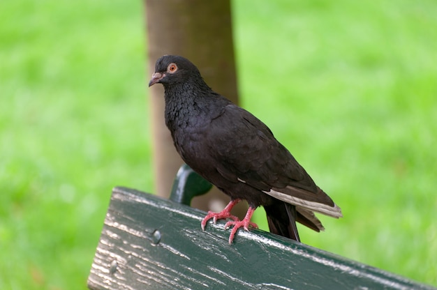 Zwarte duif zittend op een bankje