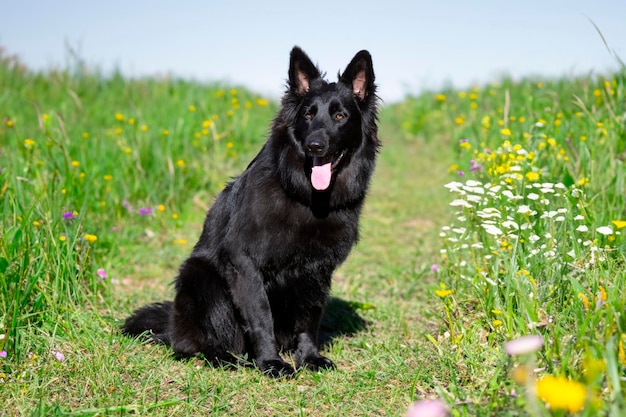 Zwarte Duitse herder in de natuur