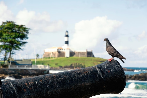 Zwarte duiven bovenop een kanon in de haven van Barra Salvador Bahia Brazilië