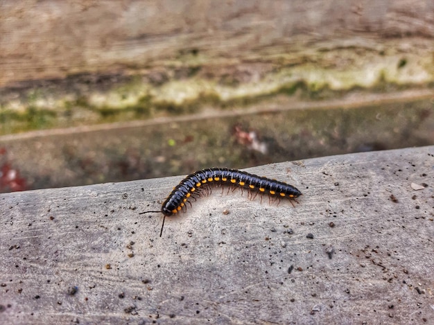 Foto zwarte duizendpoot