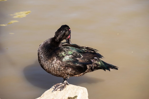 Zwarte eend op steen