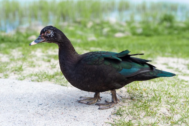 Zwarte eend staat op zijn poten aan de oever van het meer