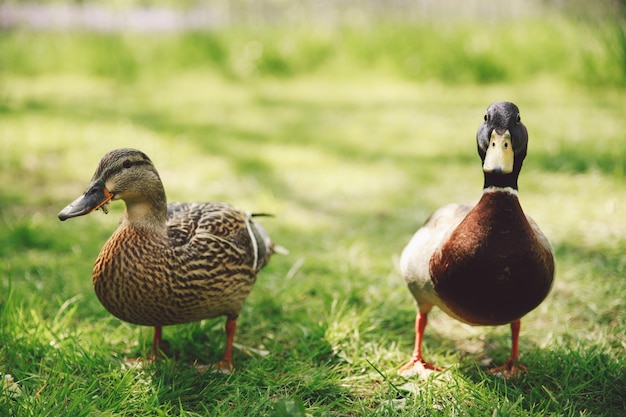 Zwarte eenden op het grasveld