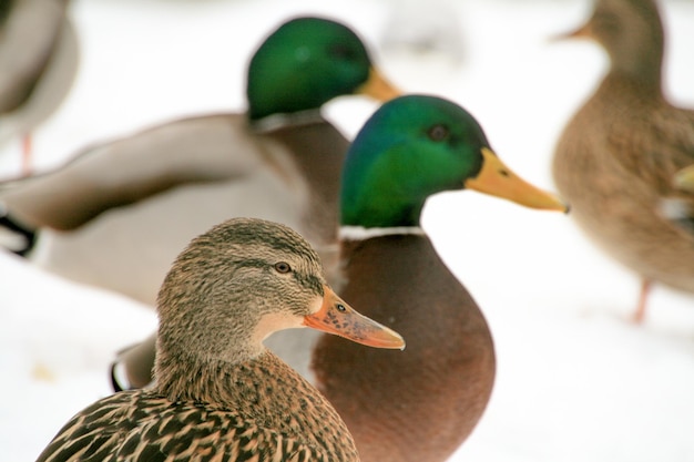 Zwarte eenden op het veld in de winter