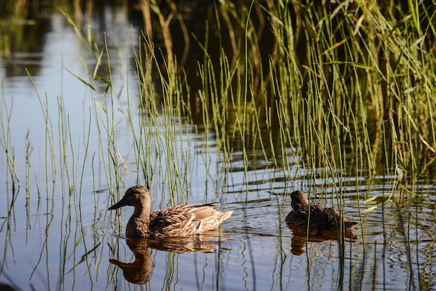 Zwarte eenden zwemmen in een meer te midden van planten