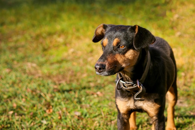 Zwarte en bruine hond op een achtergrond van groen gras huisdier