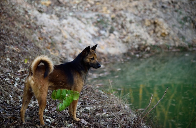 Foto zwarte en bruine hond op zoek