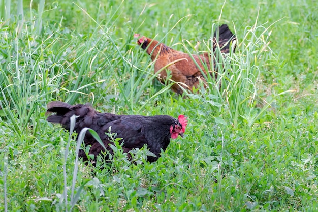 Zwarte en bruine kippen in de tuin tussen het dikke gras