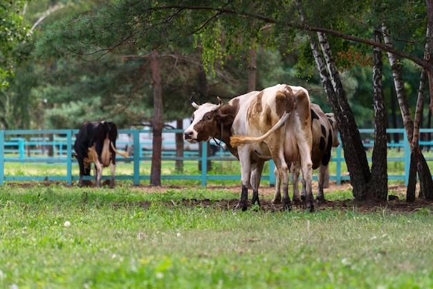 Zwarte en bruine koeien voeden zich op een veeboerderij