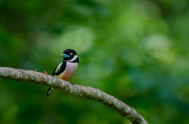 Zwarte en gele broadbills zitten op een brunch