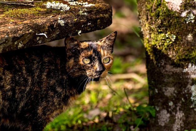 Zwarte en gele kat in de tuin