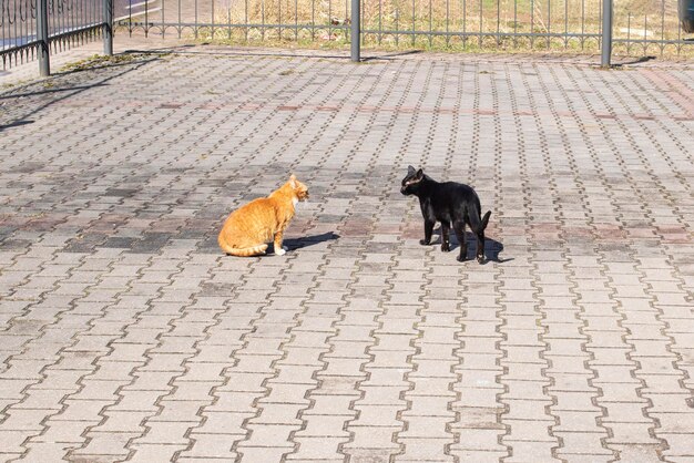 Zwarte en gemberkatten vechten op de stoep