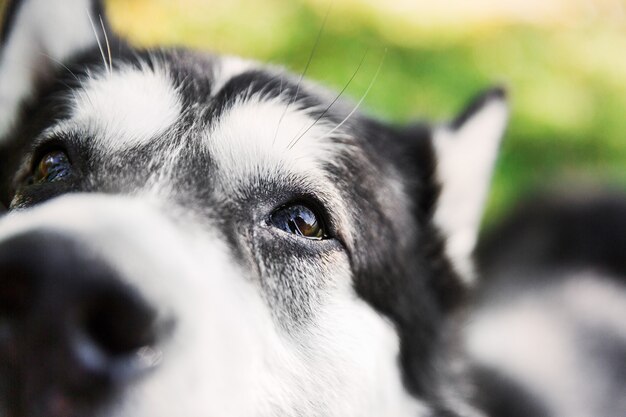 Zwarte en witte husky hond. husky hondengezicht. hond in het park