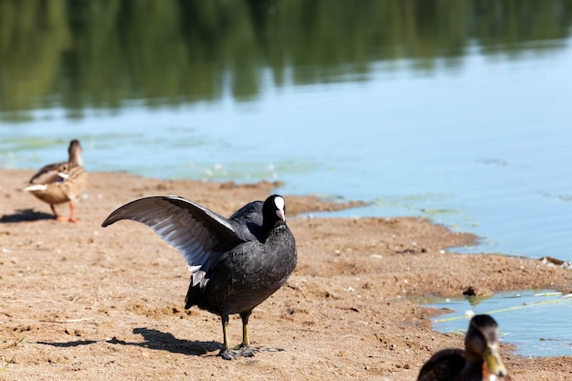 Zwarte Europese meerkoet