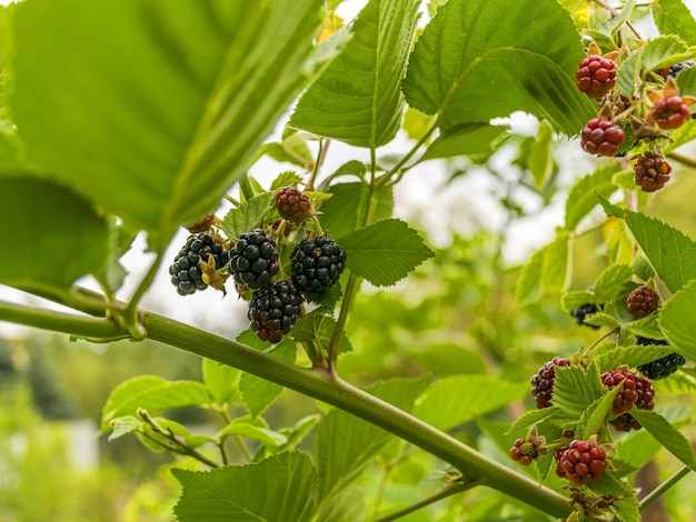 Zwarte framboos gerijpt op een tak Bramenstruik Oogsten in de herfst Lekkere en sappige bes